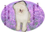 ノンちゃんのメモリアル写真　ペット葬儀日２０１０年１月２日　茨城県よりご依頼